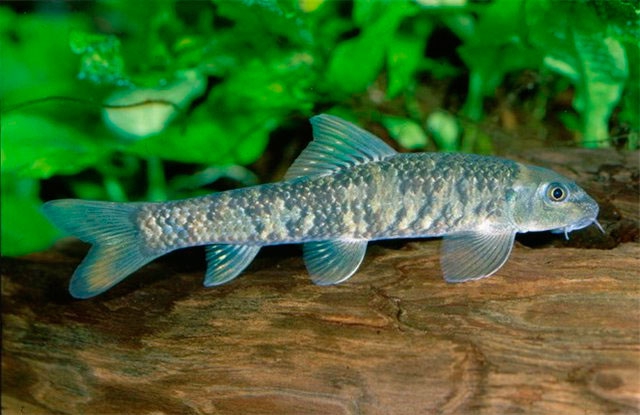 Вот так выглядит рыбка Гарра Руфа