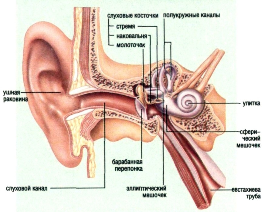 Ушная раковина – видимая часть органа слуха человека