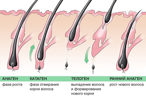 Три фазы развития волоса
